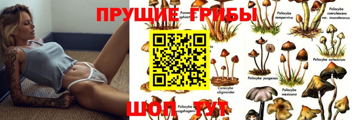 Псилоцибиновые грибы Psilocybe Йошкар-Ола
